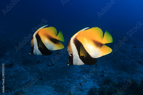 Masked bannerfish  photo