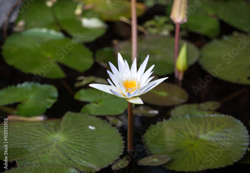 Beautiful water lily lotus flower in pond