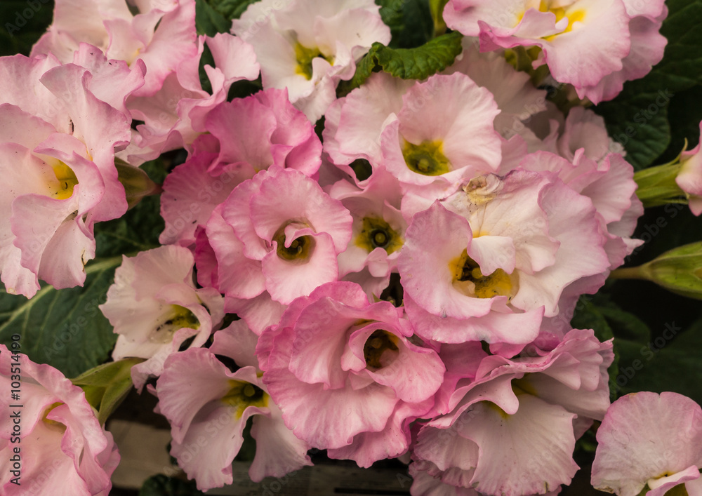 Pretty Pink Primulas Pretty Pink Primulas