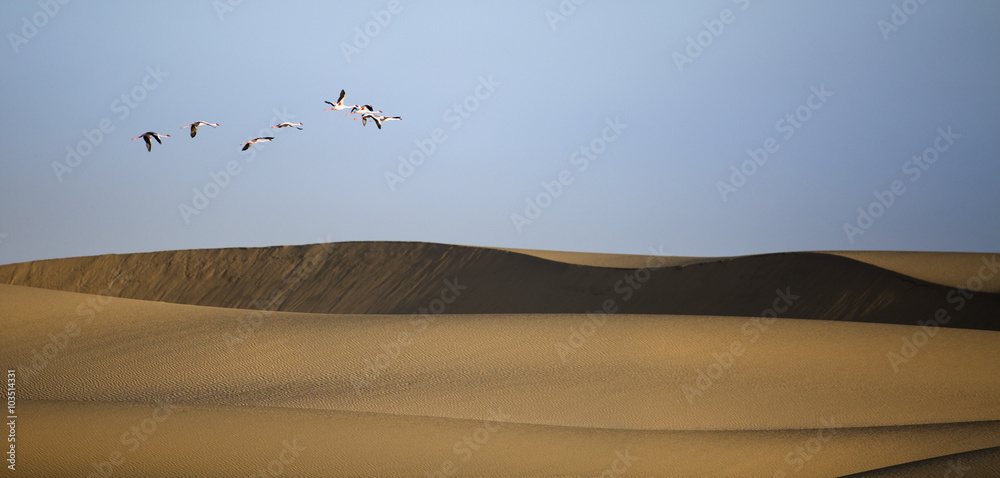 Naklejka premium Flamingo in the Walvis Bay wetland.