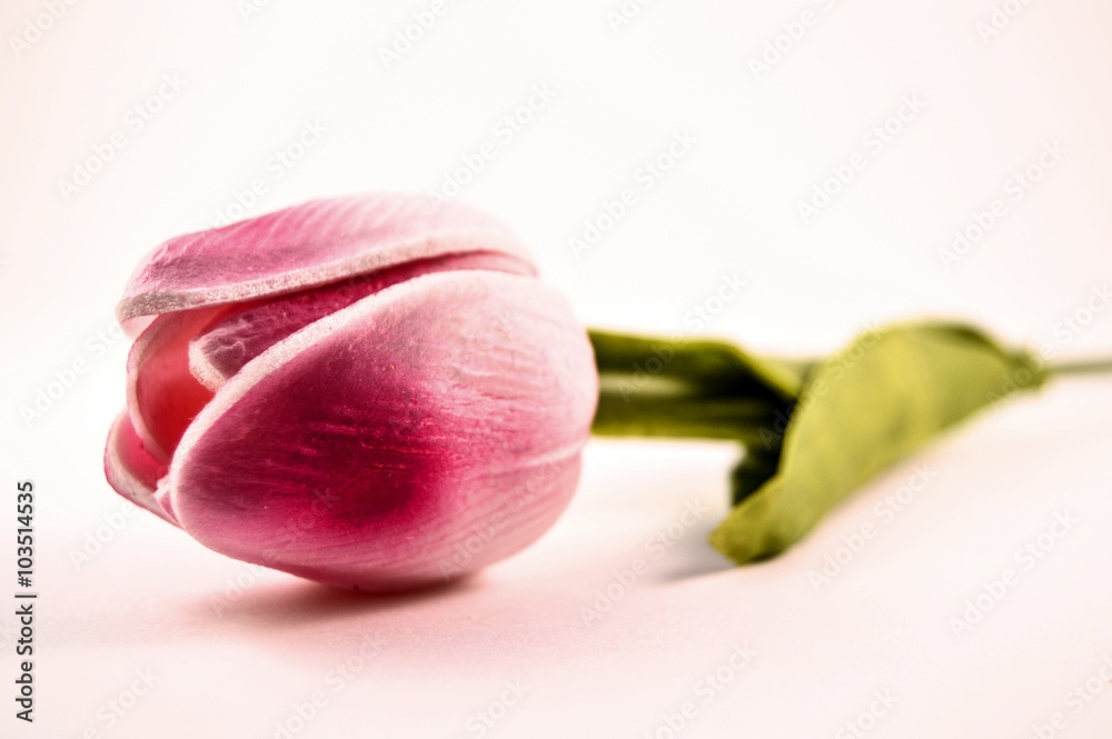 Fototapeta premium Tulip