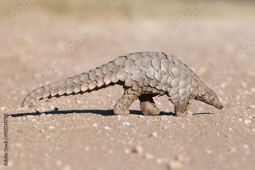 Pangolin searches for ants