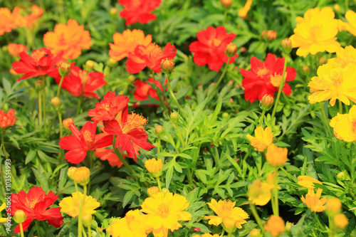 field cosmos flower beautiful