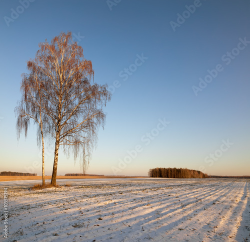 rural winter landscape with a one tree and the blue sky