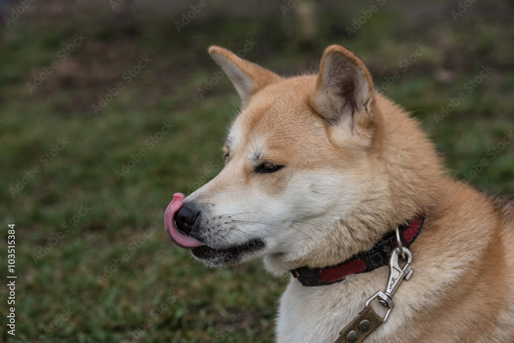 Close-up of akita inu dog.selective focus