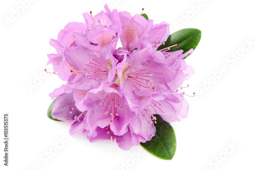 pink Rhododendron flower on white background photo