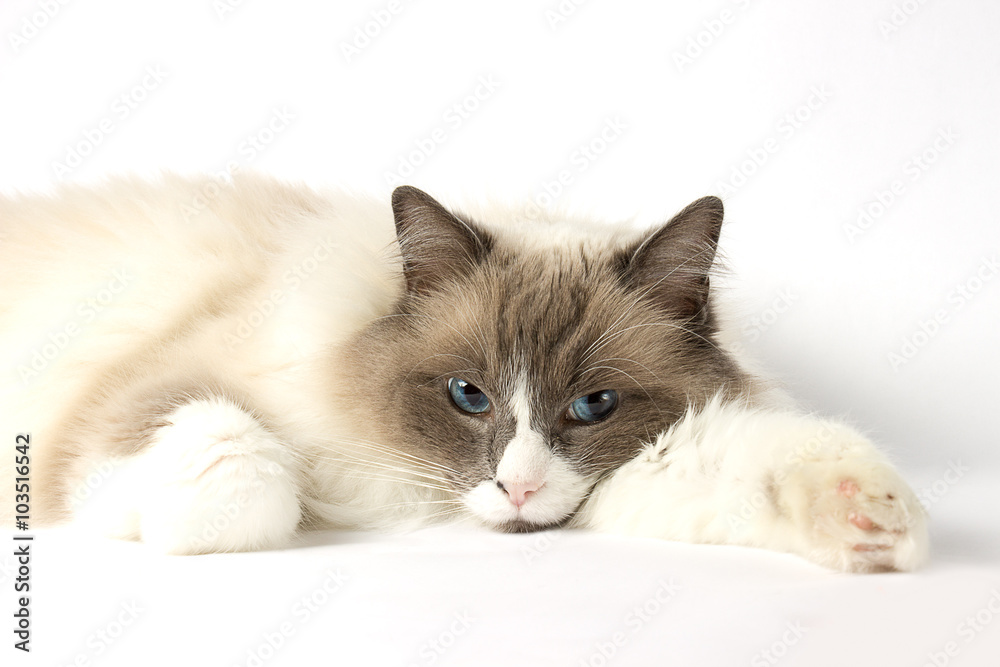 Fluffy ragdoll cat with blue eyes