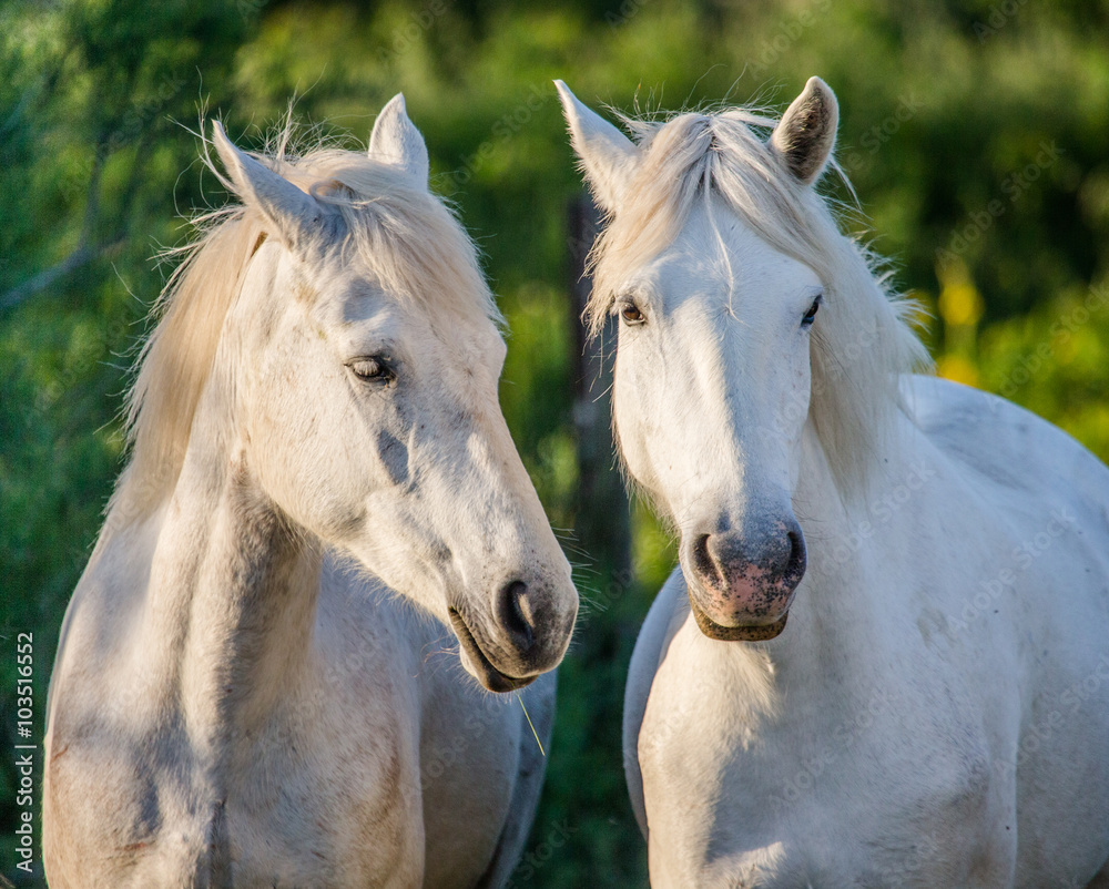 Obraz Portret dwóch białych koni Camargue. Parc Regional de Camargue. Francja. Prowansja. Doskonała ilustracja