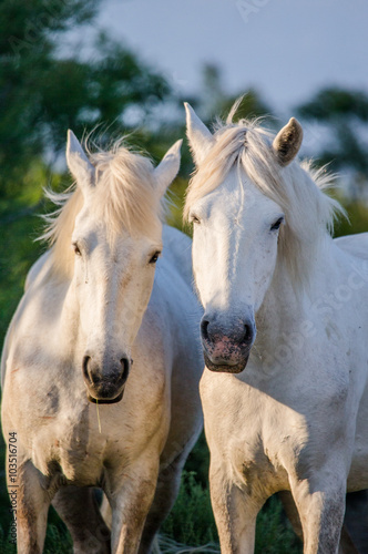 Fototapeta Naklejka Na Ścianę i Meble -  Portrait of two White Camargue horses. Parc Regional de Camargue. France. Provence. An excellent illustration