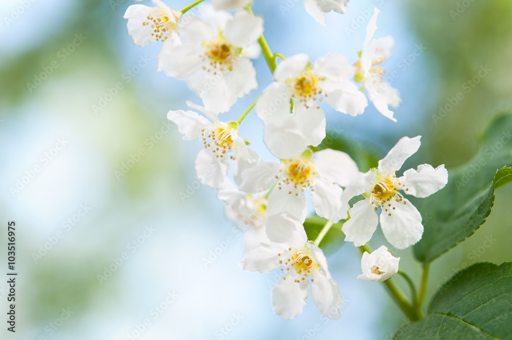 White flowers of cherry orapple blossoms on spring day