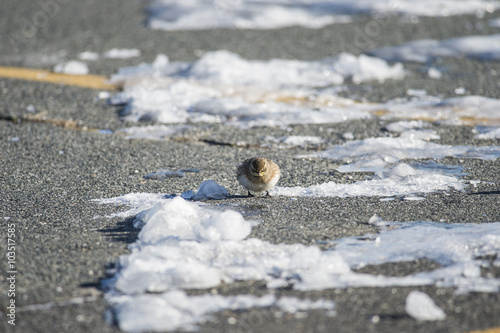 Horned Lark evil eye photo