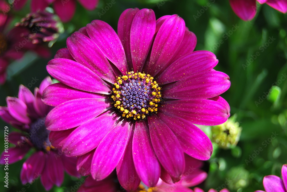 Obraz premium Blühendes Kapkörbchen