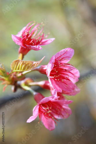 wild cherry blossom