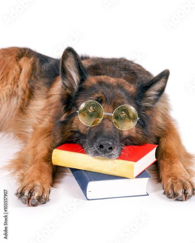 Schäferhund mit Brille und Büchern photo