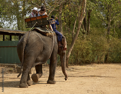 Elephant for tourists
