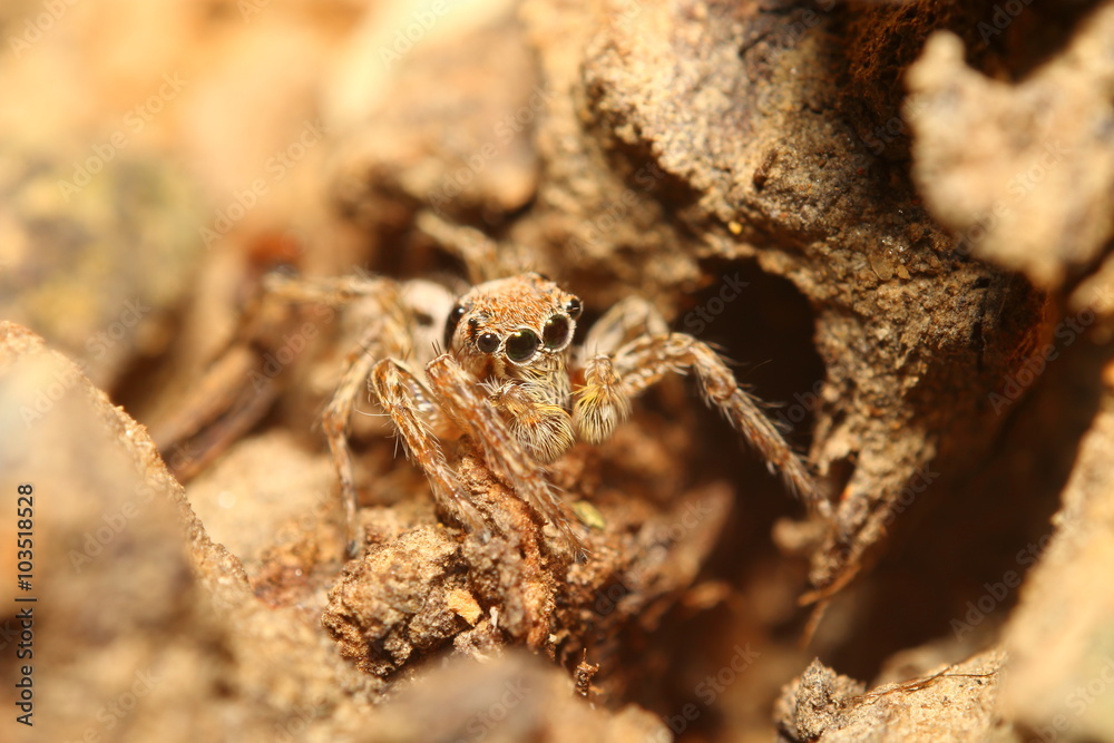 Jump spider
