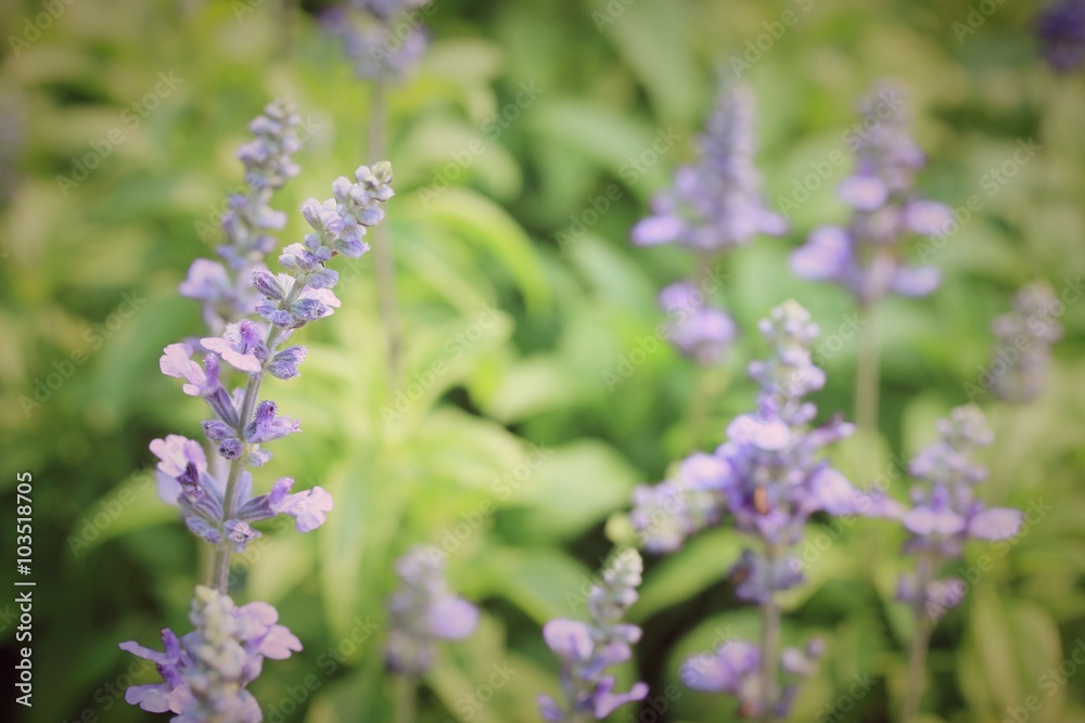 field purple salvia flowers