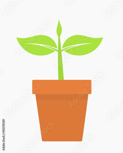 Plant in pot