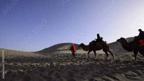 In the desert camel photo