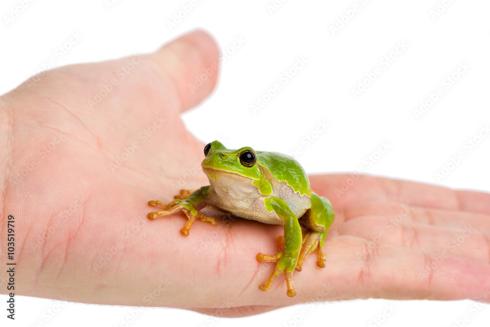 European green tree frog sitting on hand