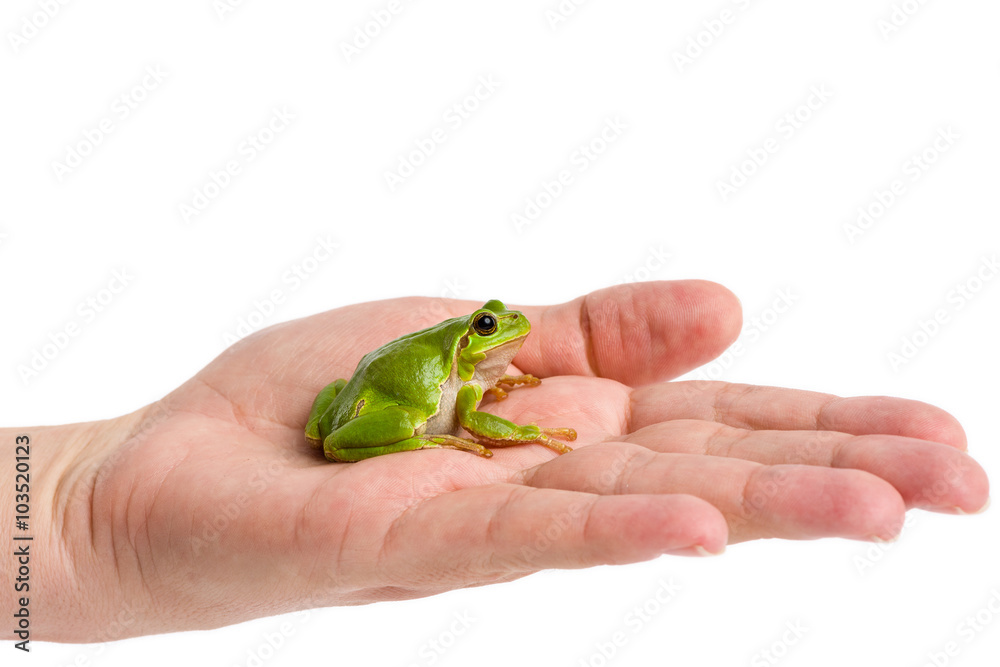 Obraz premium European green tree frog sitting on hand