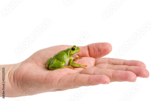 European green tree frog sitting on hand