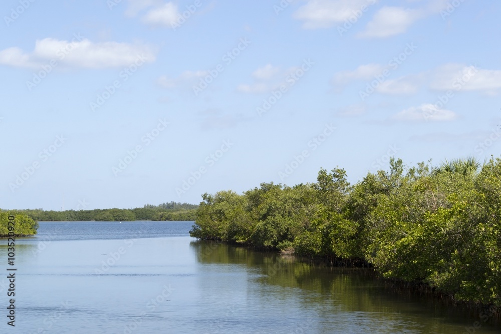 Obraz premium Mangrove trees bordering lake in Florida Everglades