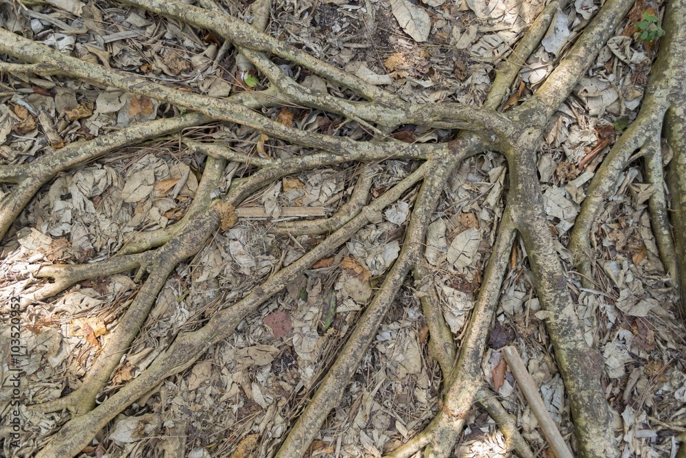Tree roots sprawling on the ground in the jungle Tree roots sprawling on the ground in the jungle