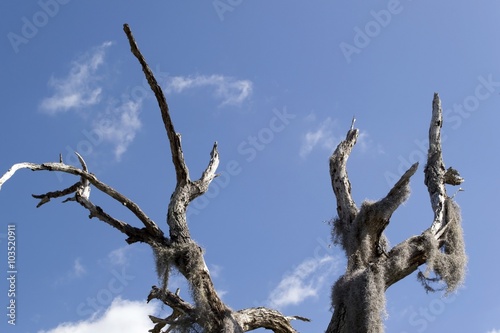 Old dry tree trunk against blue sky