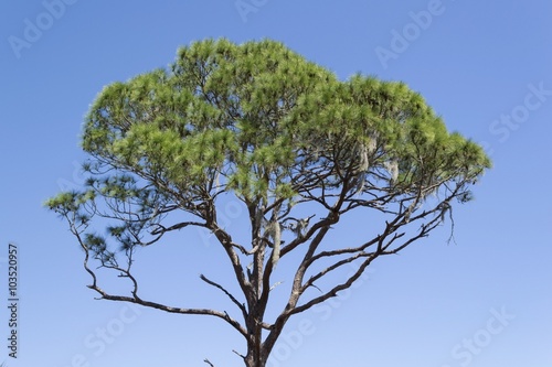 Green pine tree canopy, Florida