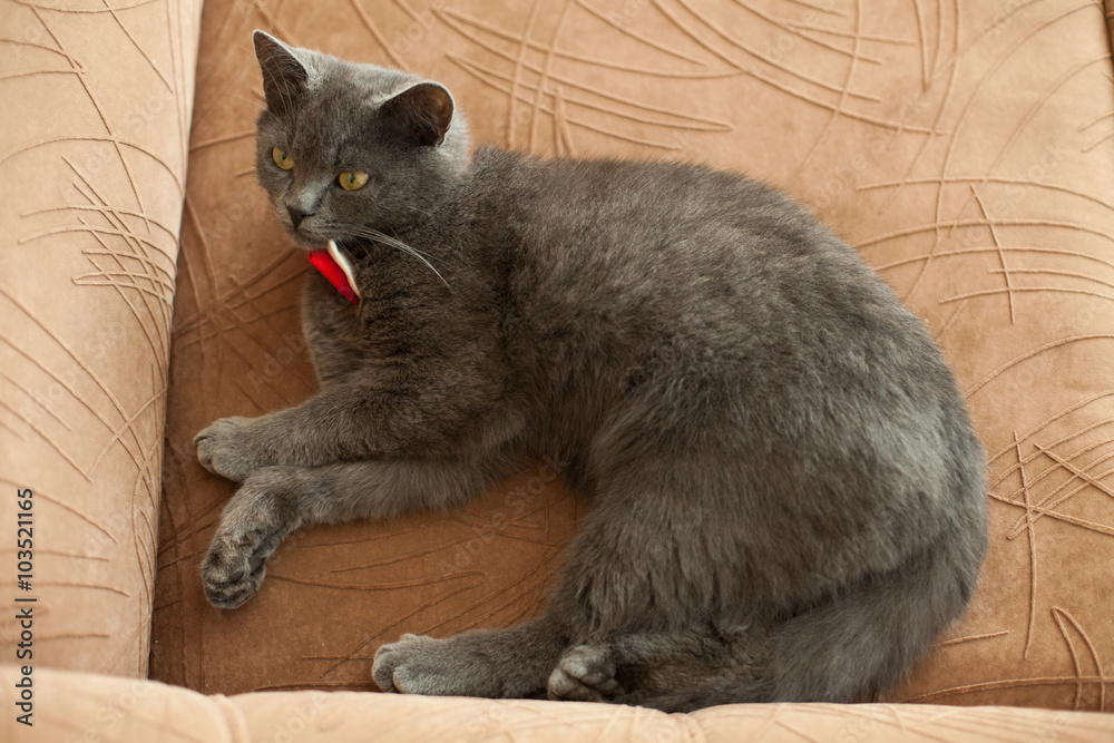 cute adorable gray cat with red bow tie lying on the bed in the