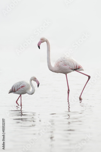 Flamingo at the Walvis Bay wetland