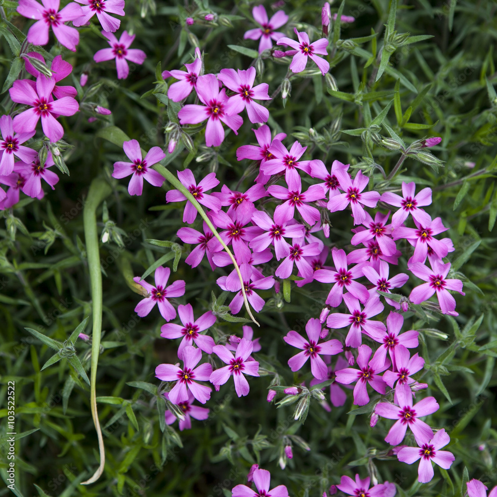 detail of purple pink spring flowers of red wood sorrel oxalis r detail of purple pink spring flowers of red wood sorrel oxalis r