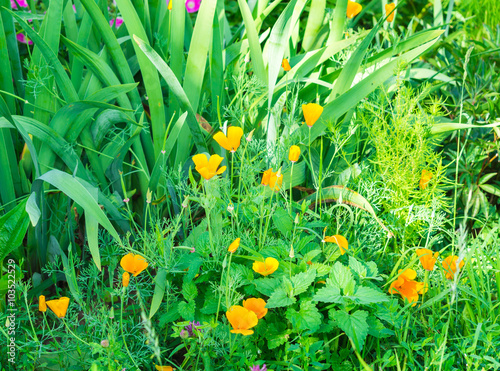 California Poppy (Eschscholzia Californica) in the garden
