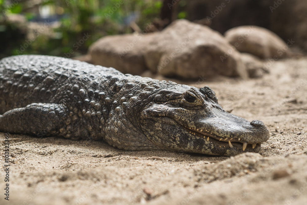 Fototapeta premium Krokodil am Sandstrand