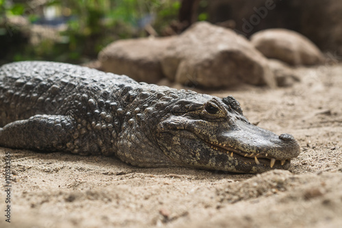 Krokodil am Sandstrand