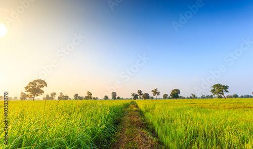 Rice Field