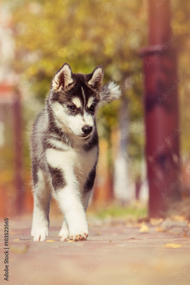 Portrait of a Siberian Husky puppy closeup. puppy Walk Portrait of a Siberian Husky puppy closeup. puppy Walk