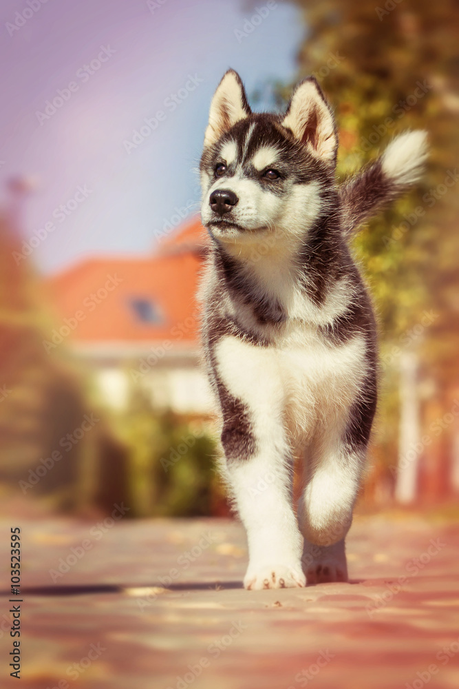 Portrait of a Siberian Husky puppy closeup. puppy Walk