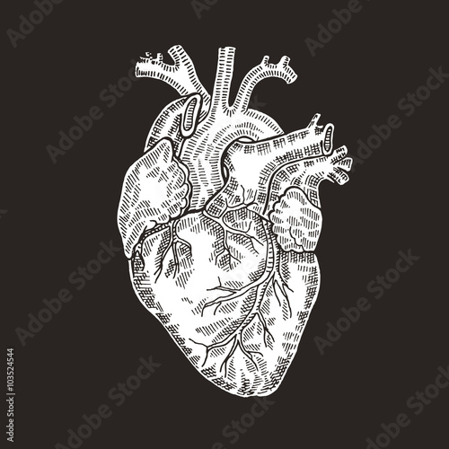 Vintage engraved human heart. Vector illustartion. 