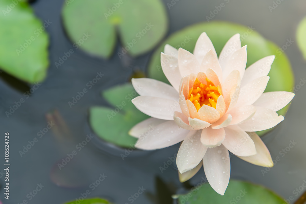 A beautiful pink waterlily or lotus flower in pond A beautiful pink waterlily or lotus flower in pond