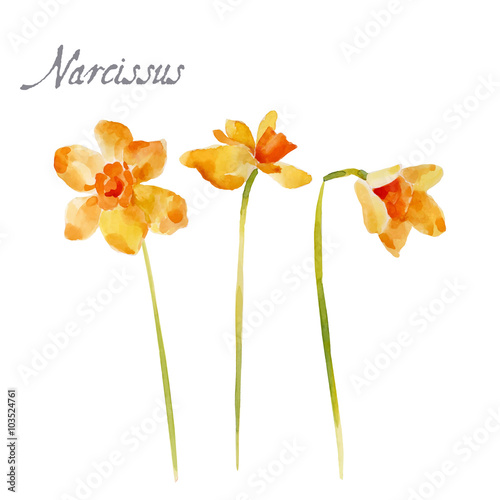 Watercolor illustration isolated on white background
