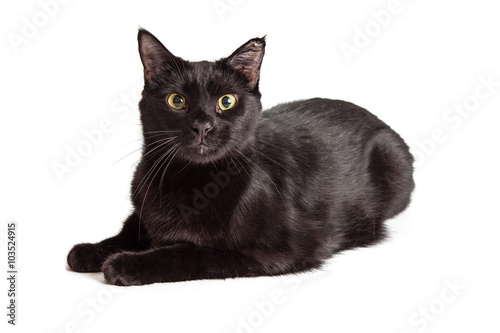 Fototapeta Naklejka Na Ścianę i Meble -  Black Cat Laying Looking Into Camera