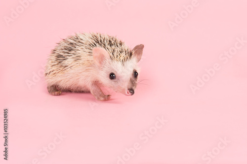 Cute walking African Pygmy Hedgehog on a pink background photo
