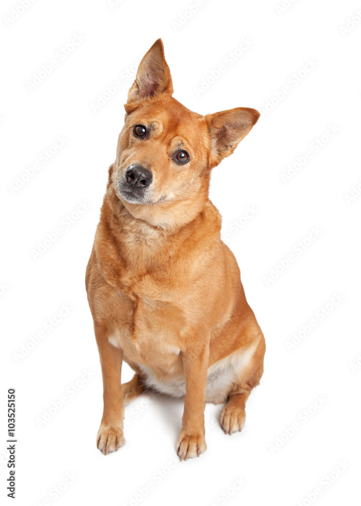 Carolina Dog Sitting Tilting Head