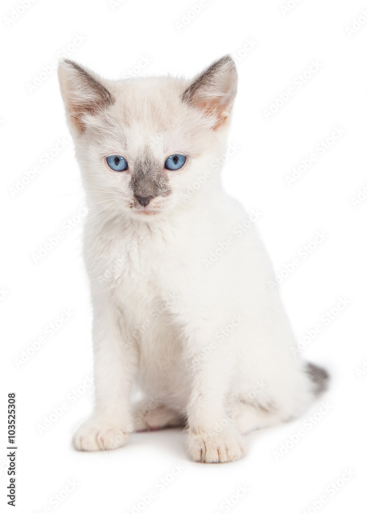 Cute White Kitten Angry Expression