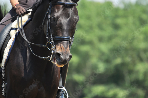 Obraz na płótnie Portrait of sport horse w salonie