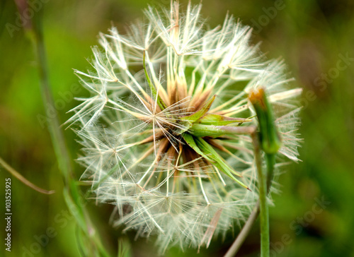 Dandelion in grass