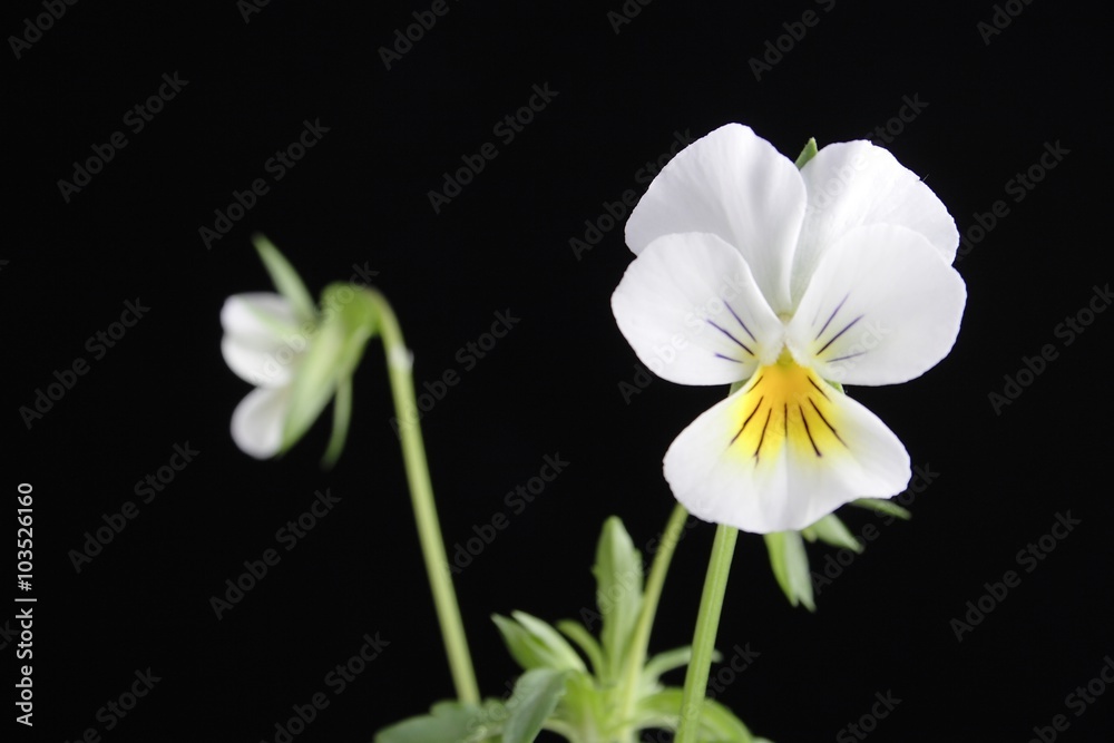 pansy on the black background pansy on the black background