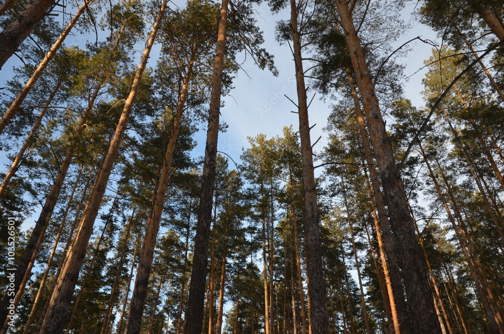 forest, pine, snow, trails forest, pine, snow, trails